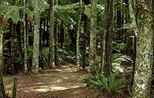 Marawaiwai Track