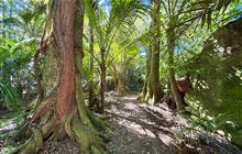 The Grove Scenic Reserve Walk