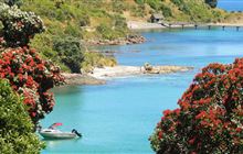 Tiritiri Matangi Island walks