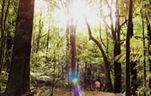 Ballance Loop Track