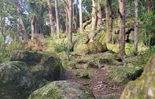 Waipū Caves Track