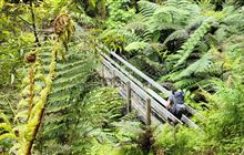 Waipapa Track to Waitawheta Hut