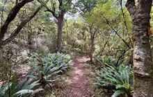 Whisky Creek Track