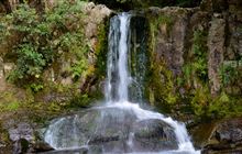 Waiau Falls and Kauri Grove Lookout Walk