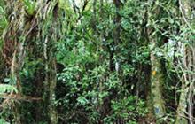 Mangamuka Track