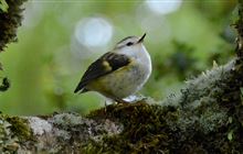 1080: New Zealand pest control methods