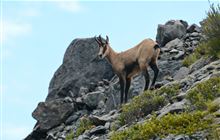 Hunting: Things to do