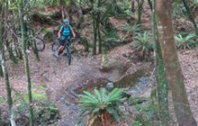 Tree Trunk Gorge tracks
