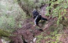 Makarora Track