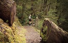 Lake Daniell Track
