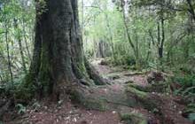 Dennistoun Bush Walk