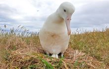 Royal Cam: Royal albatross/toroa