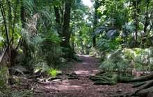 Gray's Bush Scenic Reserve walks