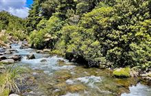Whakapapa Nature Walk