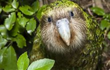 Make a donation to conservation programmes: Conservation activities