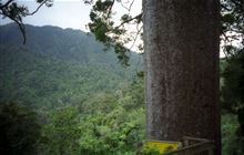 Square Kauri Tree 