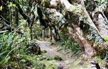 Kamahi Loop Track