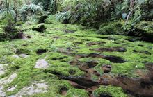 Tawarau Forest tramping tracks