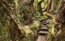 Dawson Falls - Stratford Plateau tracks