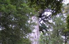 Big Tōtara Walk