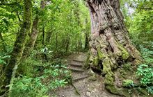 Dennistoun Bush Walk