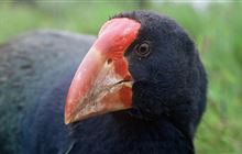 Visitor Centre to Te Anau Bird Sanctuary Walk