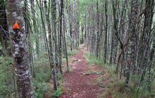 Otaika Valley Walkway