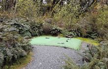 Lake Mackenzie Campsite
