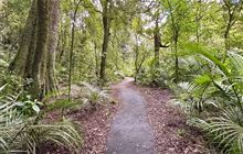 White Pine Bush Scenic Reserve walks