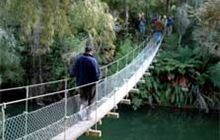 Paengaroa Scenic Reserve Walk