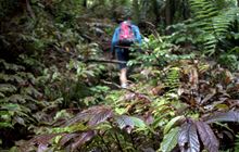 Hapuakohe Walkway