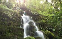 Whirinaki Waterfall Loop Track