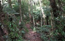 Kaharoa Kōkako Track