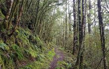 Waiuta to Big River Track