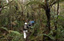 Karaka Track