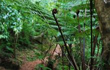Nga Taonga Nature Walk