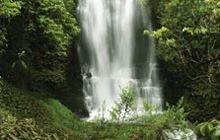 Waitanguru Falls Walk