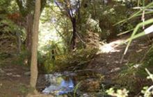 Te Haua Uru Track