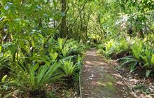 Rimu Walk