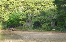 Waiona Bay Campsite