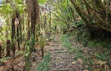 Henderson Tramline Loop Track