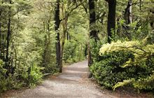 Lake Rotoiti (Kerr Bay) walks