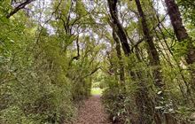 Gunns Bush Track