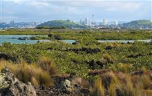 Rangitoto Island shorter walks