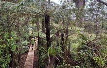 Booms Tramping Track