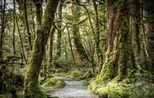 Lake Gunn Nature Walk