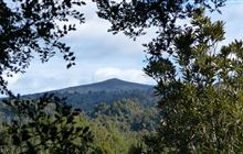 Rimu Walk