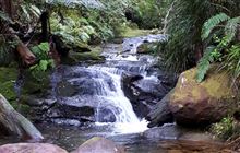 Aongatete Long Loop Walk
